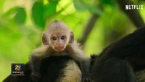 tn7-Serie-de-animales-salvajes-de-Netflix tiene-tres-episodios-grabados-en-Costa-Rica-040522