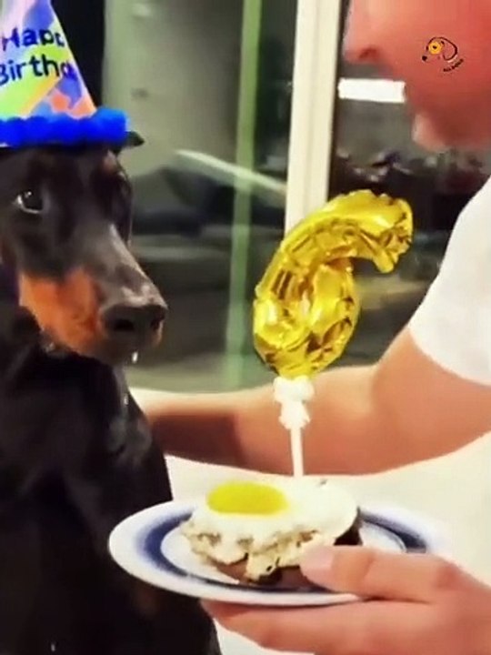 Unbelievable!!! Funny Dog Videos Try Not To Laugh Part-5