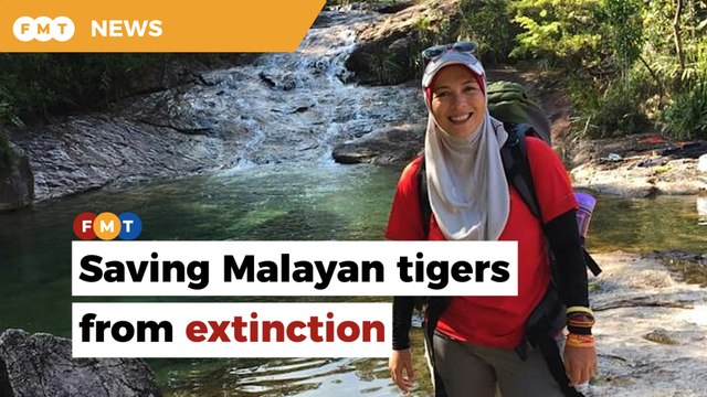 Actress to walk 240km to file suit to save Malayan tigers from extinction due to deforestation