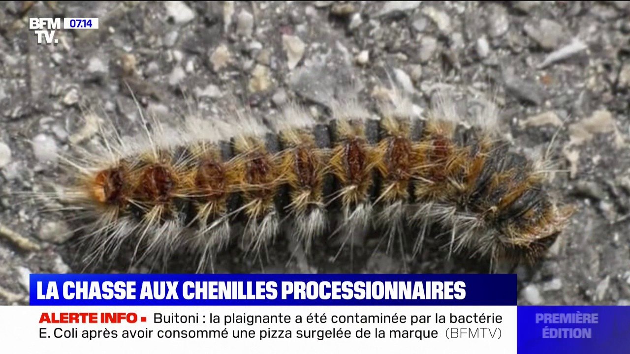 Gare aux chenilles processionnaires, reconnues comme nuisibles et de retour dans nos jardins