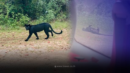 สาวผู้โชคดี ขับรถเที่ยวแก่งกระจานเจอ "เสือดำ" โผล่ทักทาย ตื่นเต้นจนขนลุก