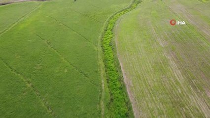Drone çekimi yapanların dikkati, yaylada mahsur kalan ineği kurtardı