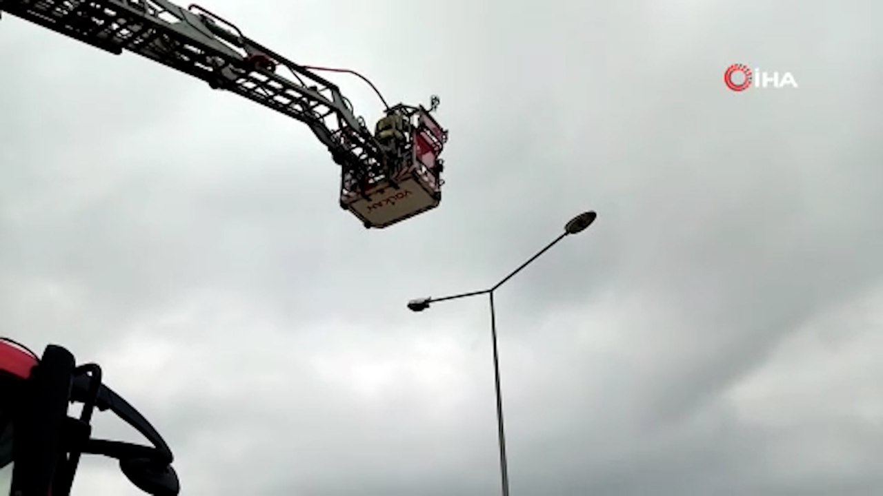 Karayolunda papağan kurtarma operasyonu