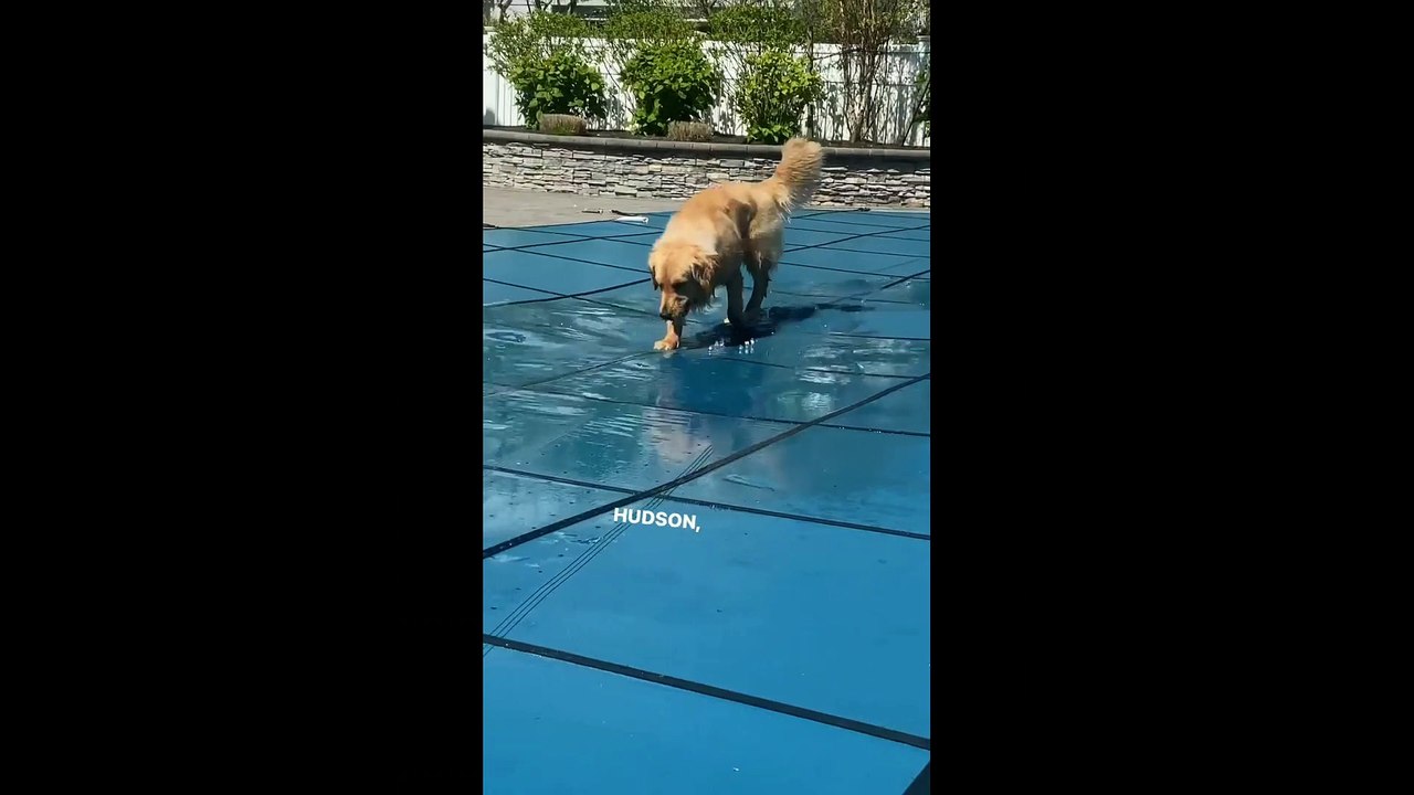 Funny cats video