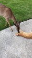 Cat Enjoys Kisses From Friendly Deer