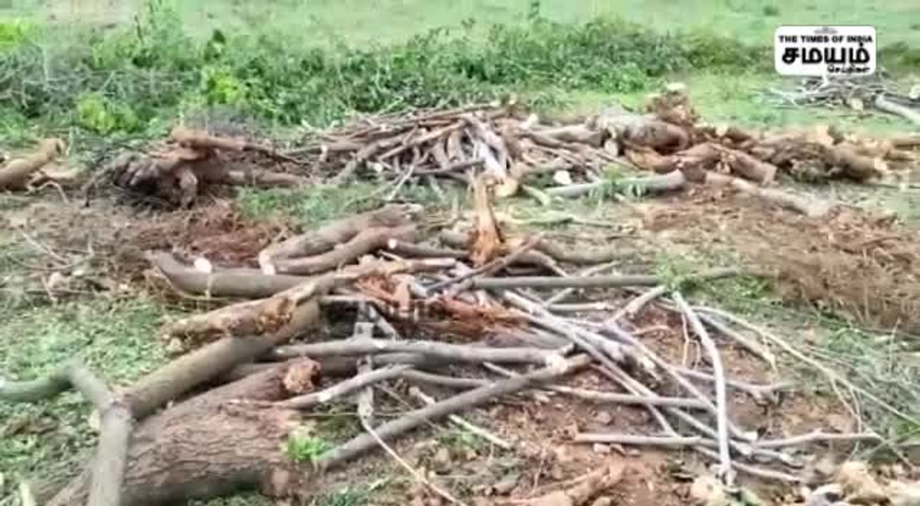 CM Stalin வருகைக்காக வெட்டப்பட்ட மரங்கள்; சமூக ஆர்வலர்கள் கொந்தளிப்பு!