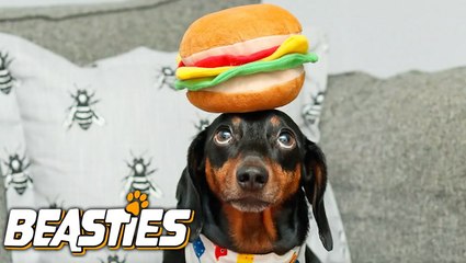 This Dog Can Balance ANYTHING On His Head | BEASTIES