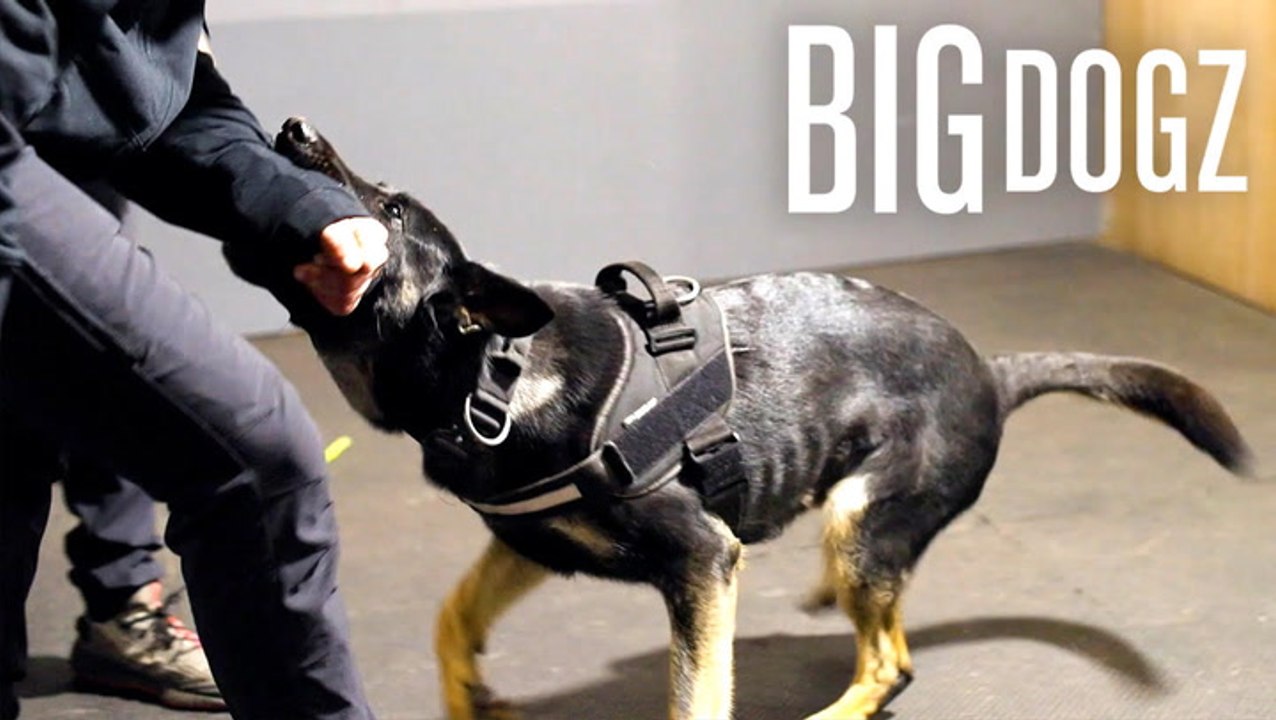 Training £100K Protection Dogs For A-List Influencers | BIG DOGZ