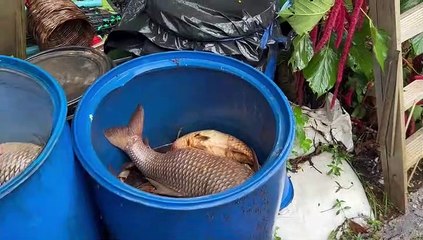 ชุมพร -  พบปลาตะเพียร  ปลาบ้าปลากด ตายลอยเป็นแพ จำนวน 2,000 กว่ากิโลกรัม