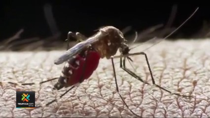 tn7-autoridades-de-salud-se-preparan-para-posible-brote-de-dengue-050522