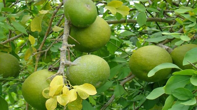 बेल का जूस रात में पीना चाहिए कि नही ? | Bel Ka Juice Raat Me Pina Chahiye ya Nahi | Boldsky