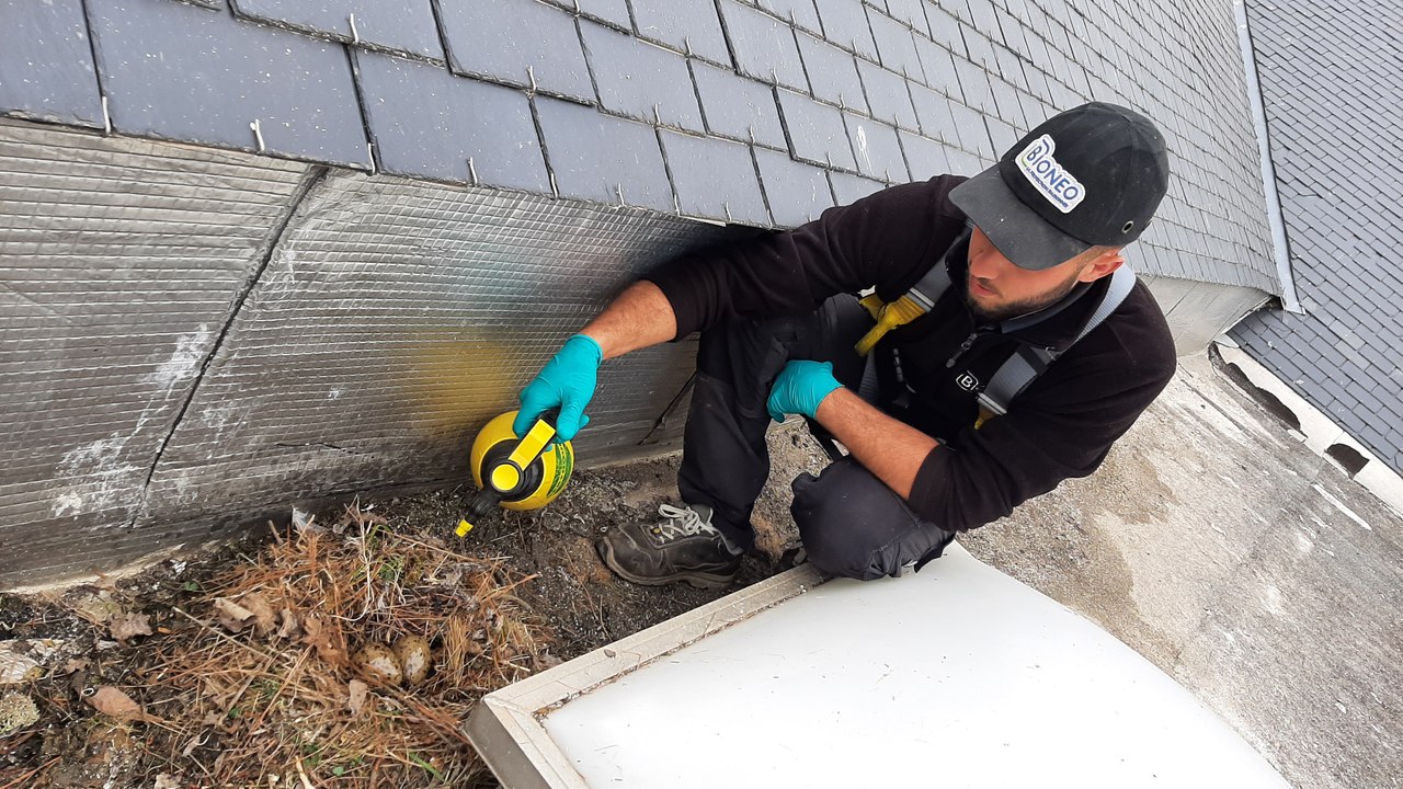 oeufs-de-goelands-le-croisic