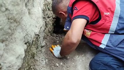 Tilkinin peşine düşen köpekler başlarına iş açtı, imdatlarına itfaiye yetişti