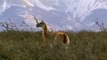 Les derniers paradis sauvages - Patagonie, le bout du monde