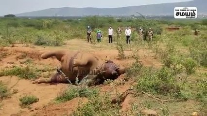 "சோகம்" 20 வயது மதிக்கதக்க பெண் யானை உயிரிழப்பு!