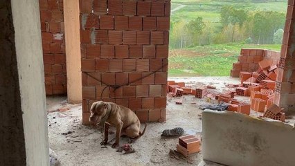 İNŞAATTA BULUNAN PİTBULL, BARINAĞA GÖTÜRÜLDÜ