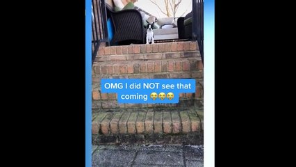 Funny Dogs completion video