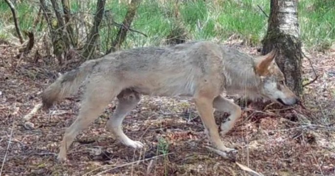 Bretagne : un loup a été identifié dans les monts d'Arrée pour la première fois depuis un siècle