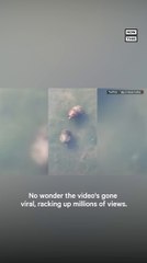 Video of Turtles ‘Slapping’ Each Other Goes Viral