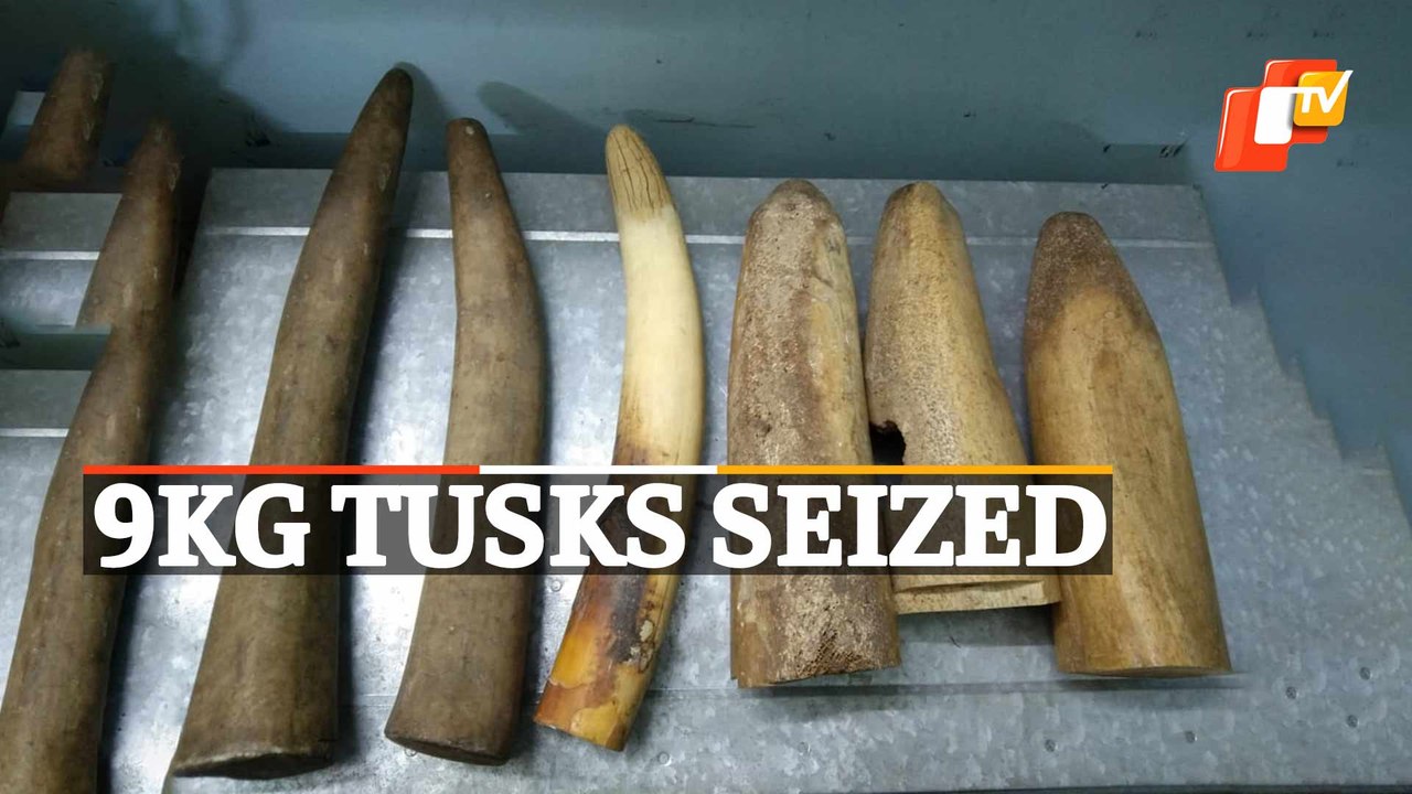 Illegal Ivory Trade: Wildlife Smuggler Apprehen...