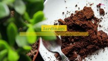 Jardinage : comment utiliser le marc de café pour vos plantes ?
