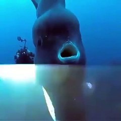 Des plongeurs tombent sur un énorme poisson-lune de 2 tonnes