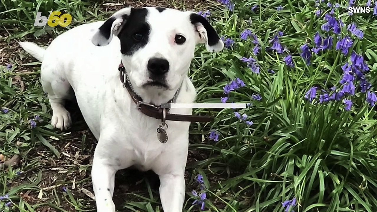 Life-Changing Surgery for This Paralyzed Dog Is One of the Most Inspirational Things You’ll See All Day