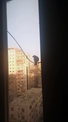 Bird Keeps Attacking Window