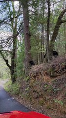 Two Bears Crossing the Road in Tennessee