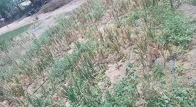 रेतीले धोरों में लाल प्याज की खेती, एक हैक्टेयर में पांच लाख की कमाई