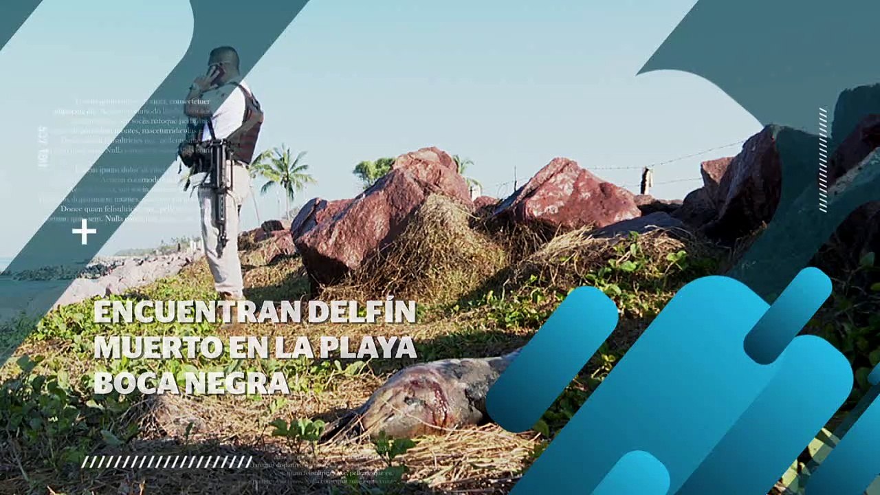 Reportan un delfín muerto en Marina Vallarta | CPS Noticias Puerto Vallarta