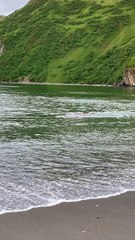 Orcas Hunt Baby Grey Whale