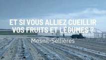 Et si vous alliez cueillir vos fruits et légumes ?