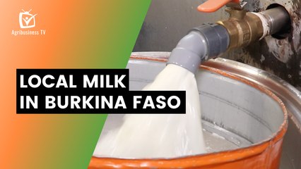 Local milk in Burkina Faso