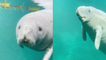 'Baby manatee gives kayakers a warm welcome *ABSOLUTE CUTENESS*  '
