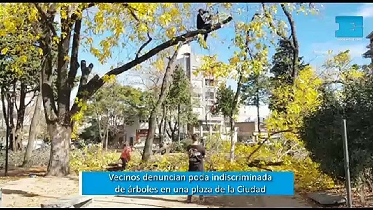 Vecinos denuncian poda indiscriminada de árboles en una plaza de la Ciudad