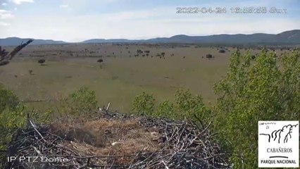 Insólitas imágenes de un águila real atacando un nido de cigüeñas en Cabañeros
