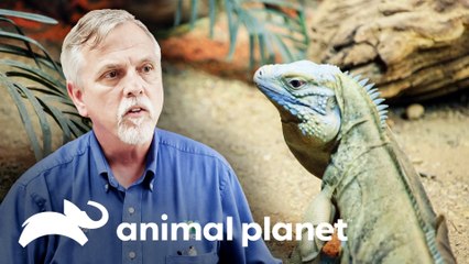Dieta especial para iguanas en el zoológico | El Zoológico del Bronx | Animal Planet