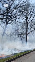 Prescribed Burns Explained 🔥: How Controlled Fires Help Forests and Ecosystems