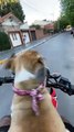 Dog Jumps off Motorbike and Sprints Ahead