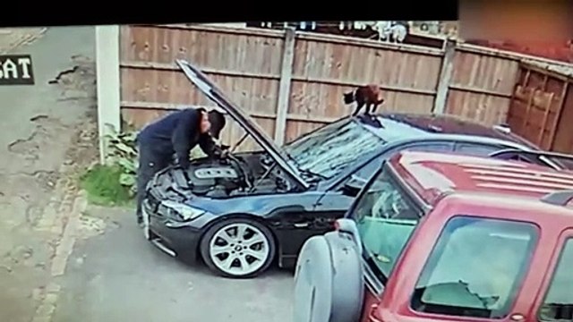 Como en los dibujos animados: un gato atenta contra la vida de su dueño