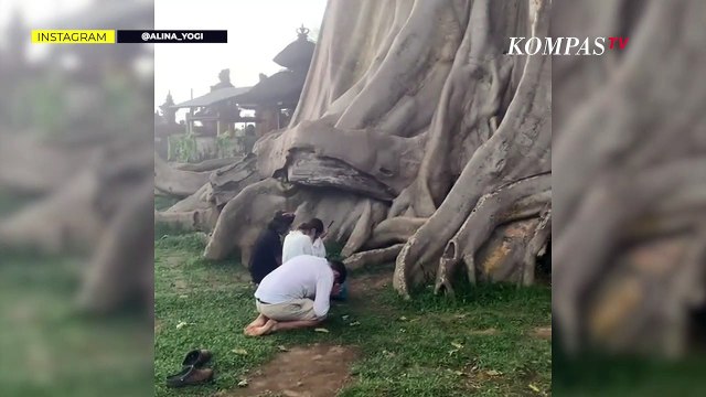 Bule Viral Telanjang di Pohon Sakral Bali Minta Maaf, Ngaku Sudah Serahkan Diri ke Polisi