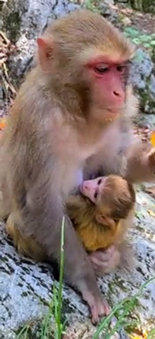 ⁣Mother monkey holding a baby and eating a lollipop