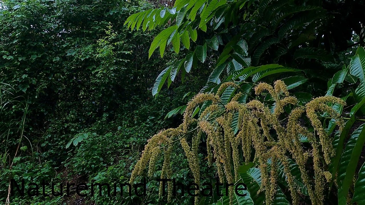 Relaxing distant rumbles of thunder & rain for sleep — thunderstorm sounds, light rain and drips
