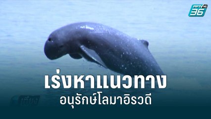 วราวุธ สั่งเร่งหาแนวทางอนุรักษ์โลมาอิรวดี | เที่ยงทันข่าว