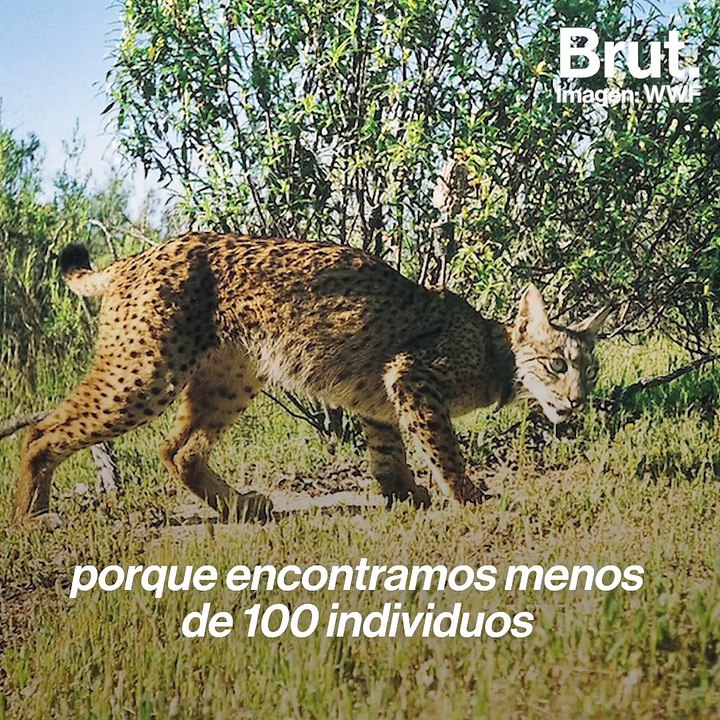 2040 podría ser el año de la salvación del lince ibérico