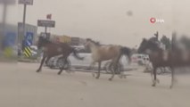 Başıboş atlar karayolunda kazaya davetiye çıkardı
