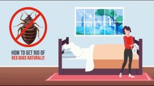 Natural methods: How to get rid of bed bugs in a mattress naturally