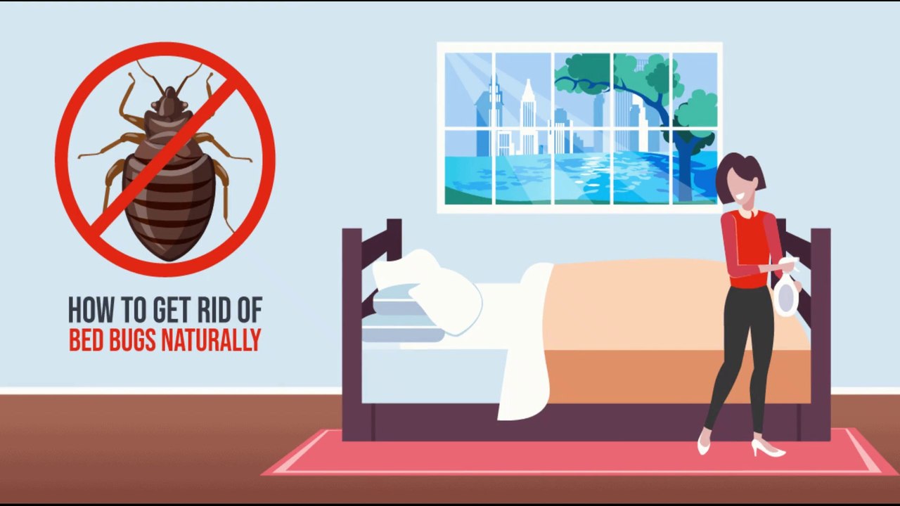 Natural methods: How to get rid of bed bugs in a mattress naturally