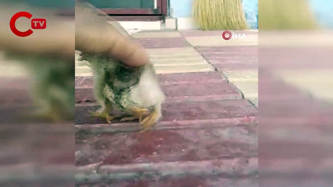 Görenleri hayrete düşürdü Yumurtadan 4 ayaklı civciv çıktı